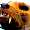 Another Skin - Single - Kiss Of A Shovel