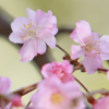 写真集「日本の桜」