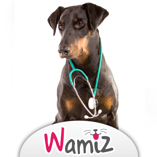 Maladies du chien, conseils du vétérinaire - Wamiz