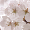 Tokyo Apps写真集「日本の桜」Vol.2