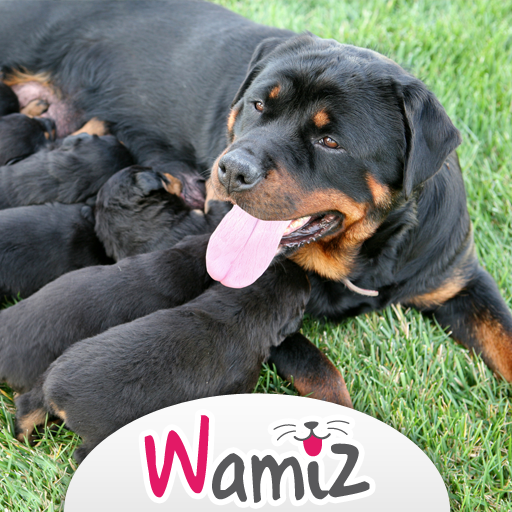 Reproduction et sexualité du chien - Wamiz