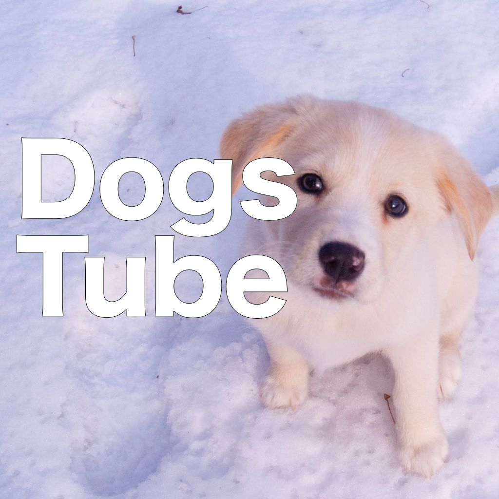 Dogs videos playback:DogsTube icon