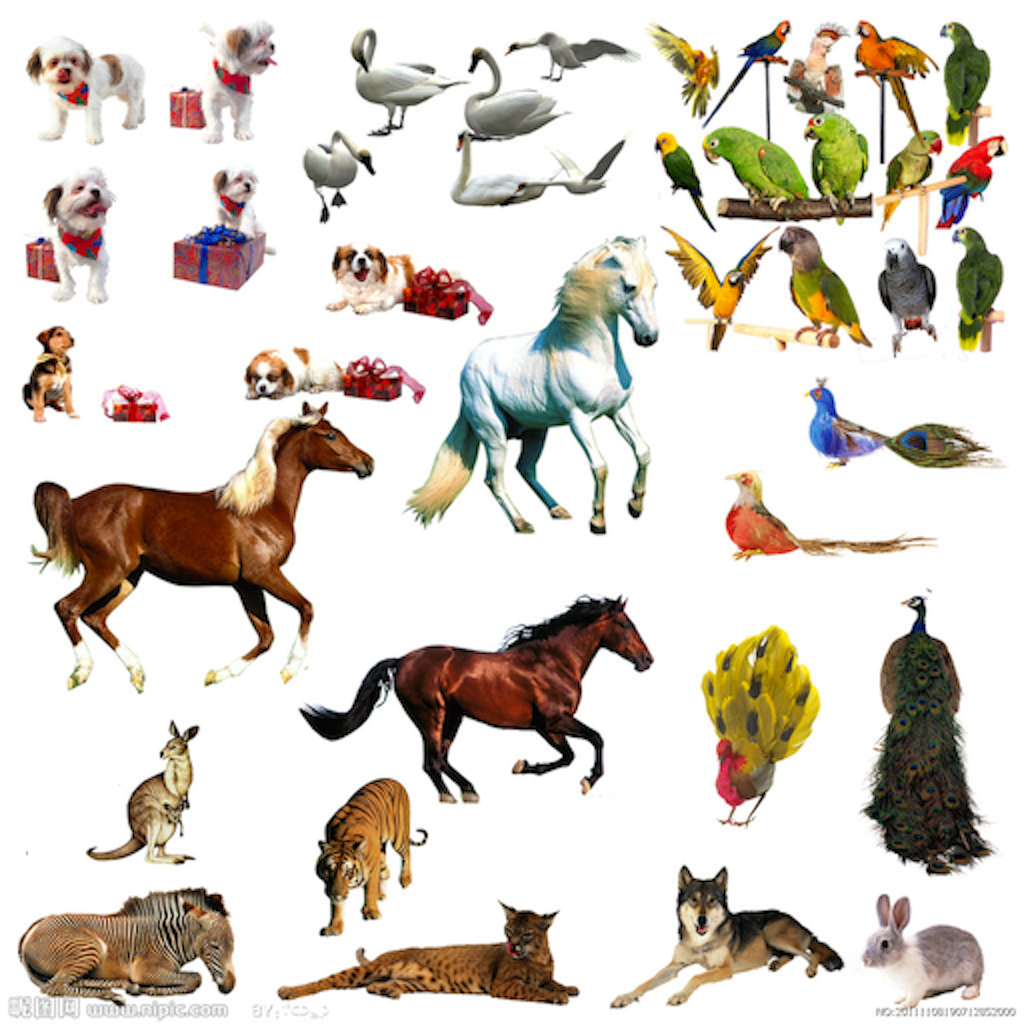 Figure Identify Animals
