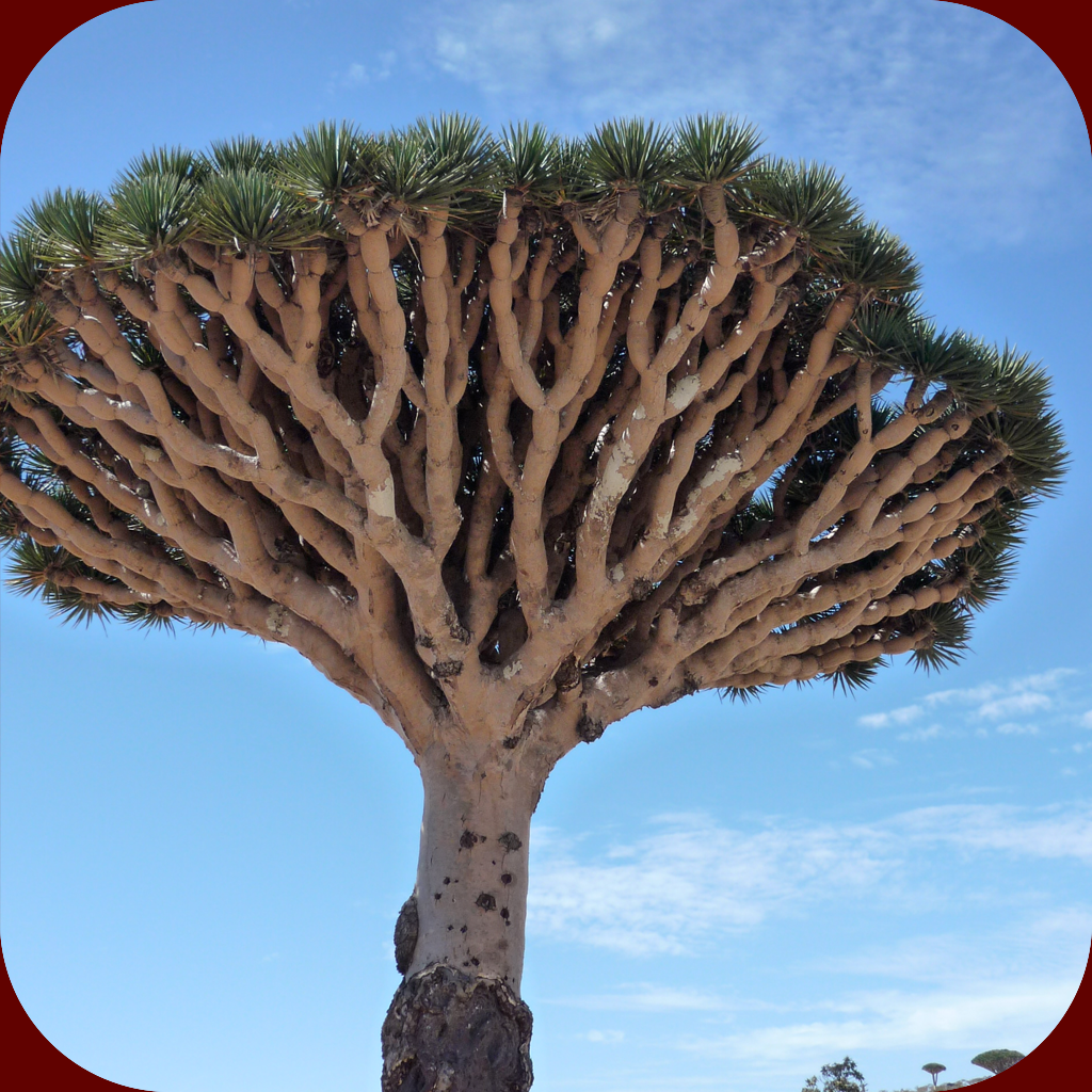 Socotra