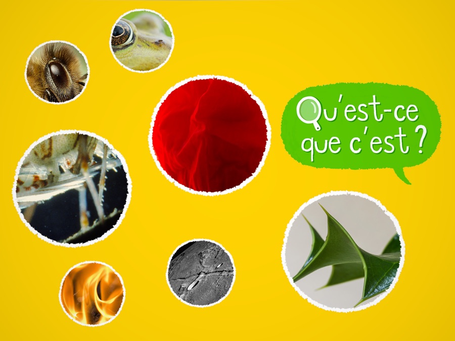 La nature à la loupe Apple TV (FR)