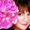 Linda Ronstadt - Miss Otis regrets