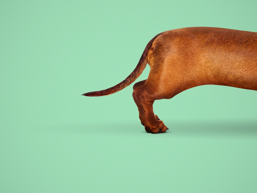 Wiener-Dog | Apple TV