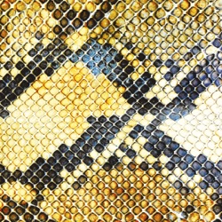 The Amazing Snakeheads - Nighttime