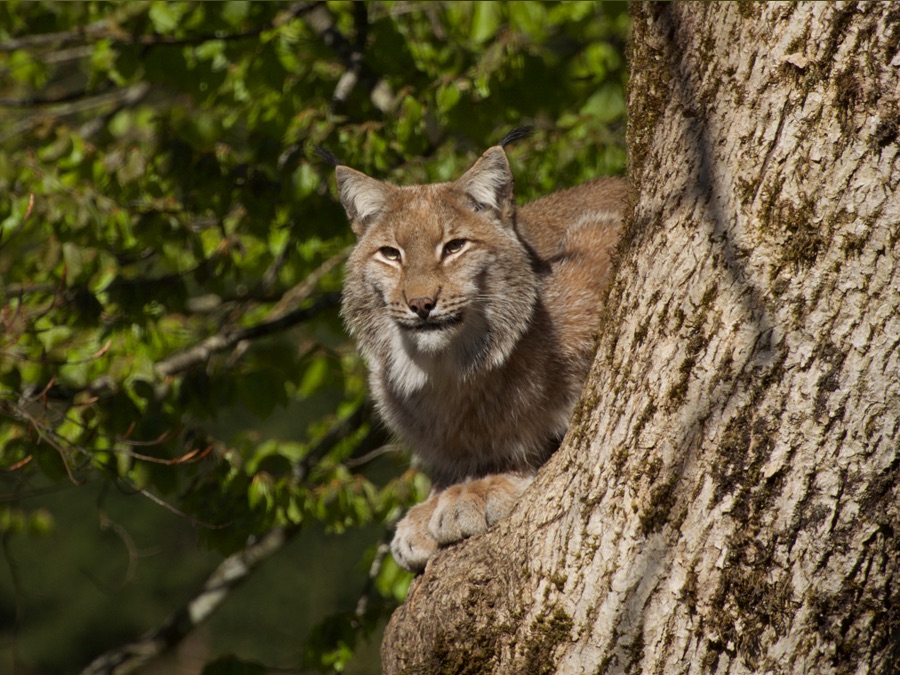 La Europa más salvaje Apple TV (MX)