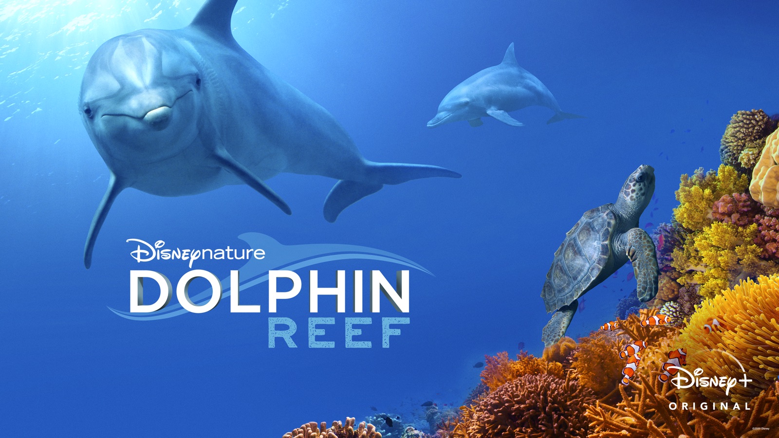 Dolphin Reef | Apple TV