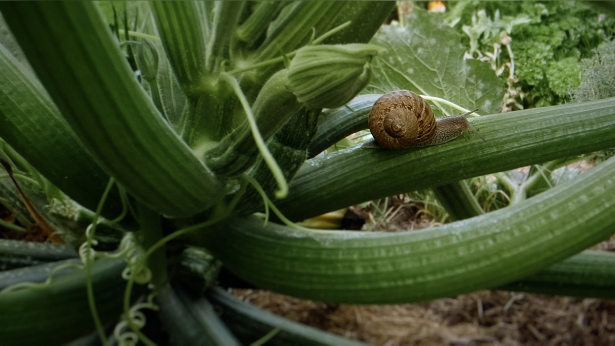 Naturwunder Gemüsegarten Apple TV (DE)
