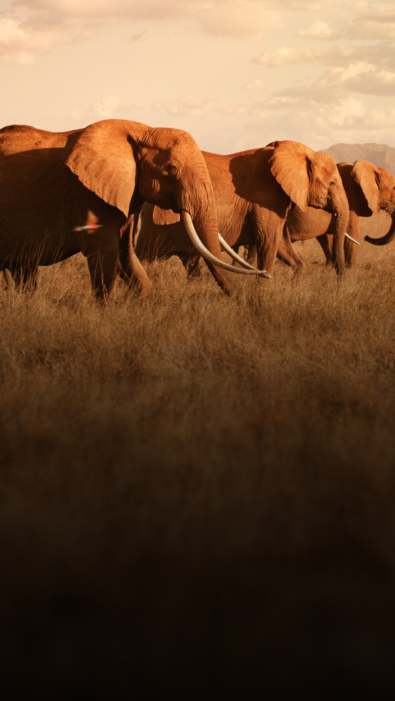 The Elephant Queen