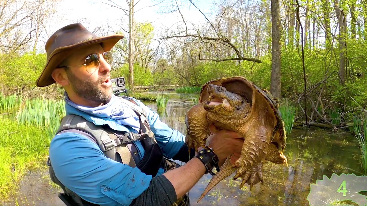 giant snapping turtle