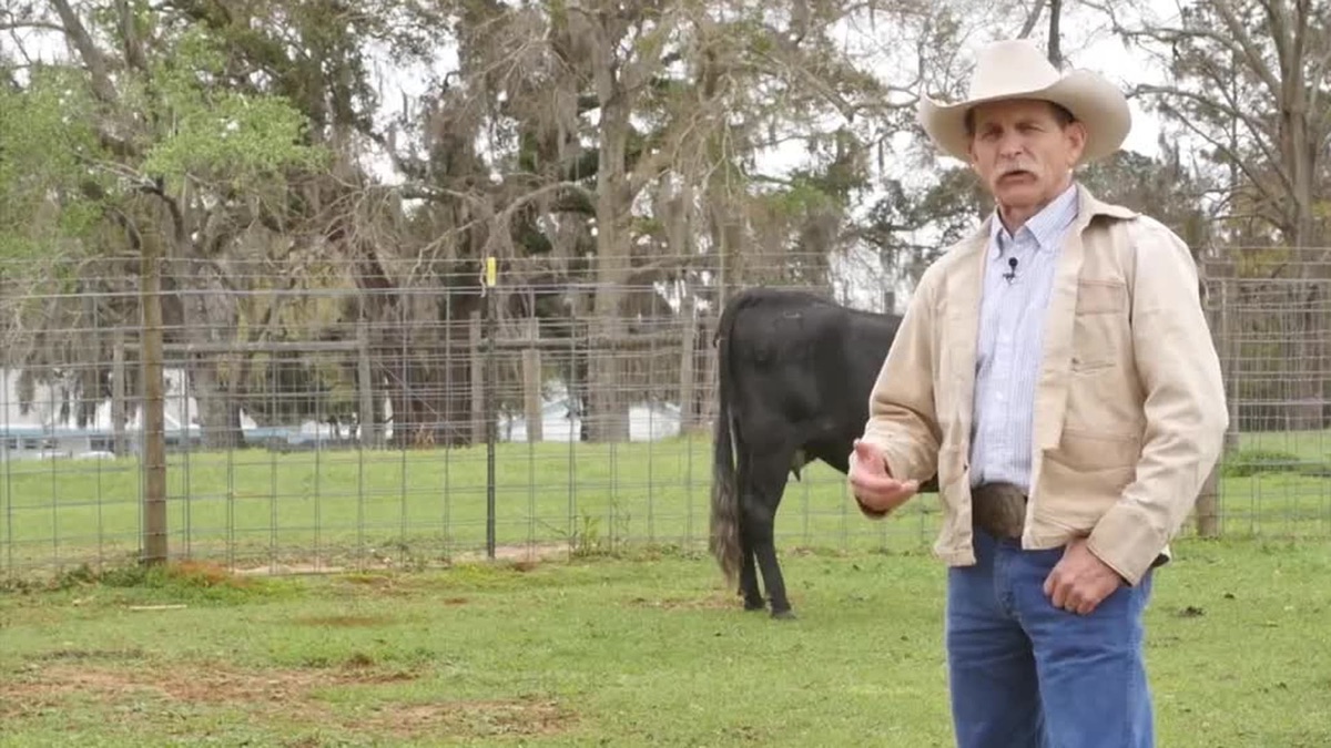 The Holstein Dilemma Apple TV