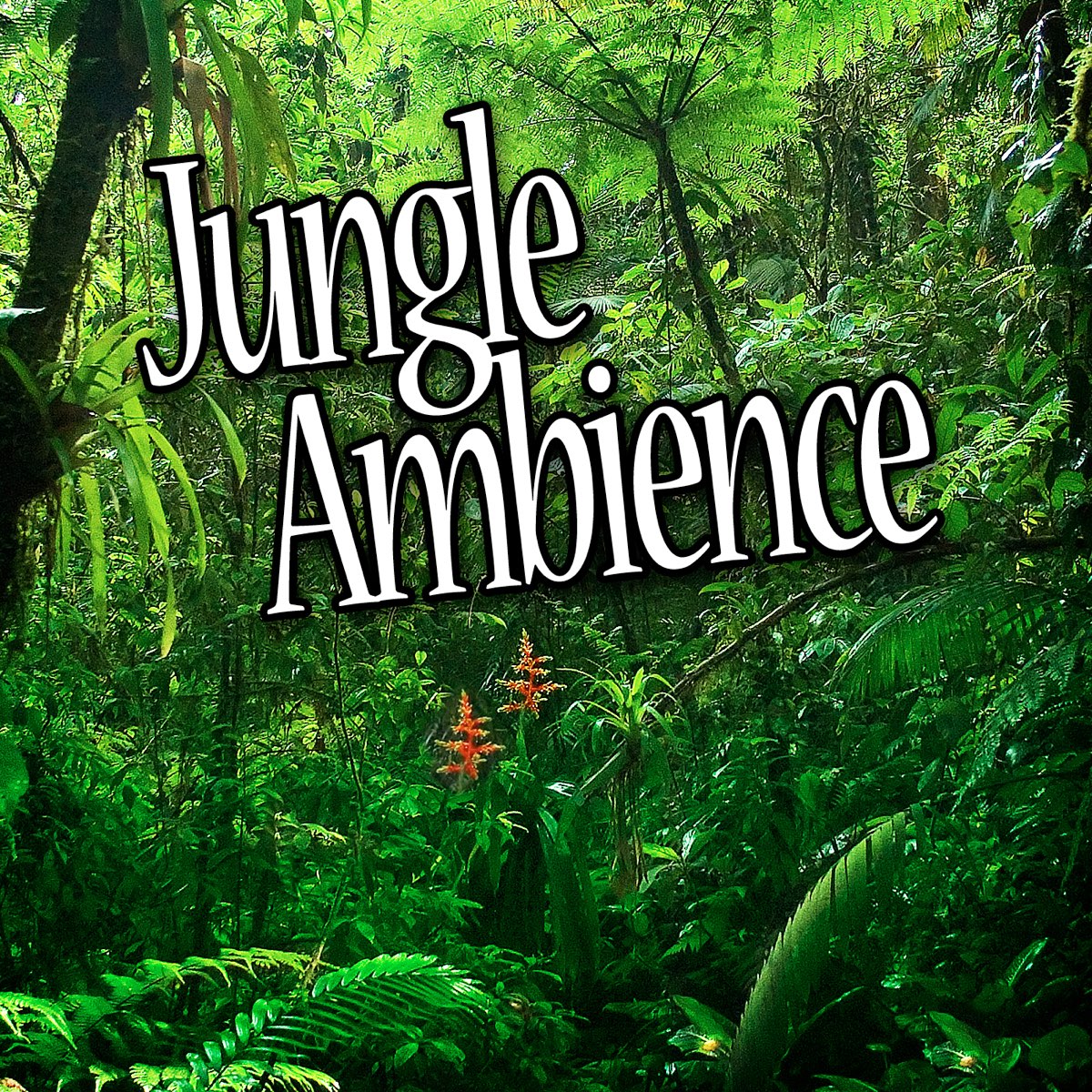 Jungle song. Jungle альбом. Звуки джунглей. Ambience nature Sounds. Jungle Habitat.