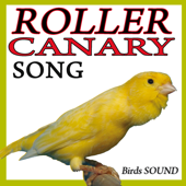 Roller Canary Song (Birds Sound) - EP - Sound and Birds Song