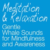 Gentle Whale Sounds for Mindfulness and Awareness artwork