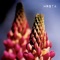 The Orchard - Hrsta lyrics