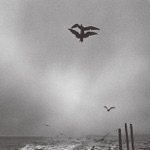 Treads Echoing Far Away from Sea Coast