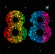 88 - LM.C