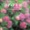 Makiko Hirohashi - Tinkle Rain