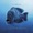 Live Tropical Fish - Rubber Soul