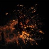 Withering - The 29th of August