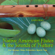 Asking Nature's Blessing - Jessita Reyes & Native Flute Ensemble
