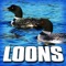 Loon Calls In the Great Outdoors - Sounds of the Earth lyrics