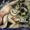 Montreal Baroque - Hume: My hope is revived; My joys...