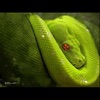 Romancing the Snake - Single