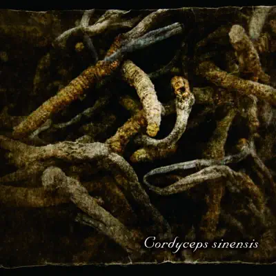 Cordyceps sinensis - Single - Lycaon