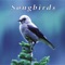 Mountain Songbirds - John lyrics