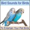 Sounds of the Forest For Pet Birds - Nature Sounds Artists lyrics