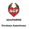 Persiana Americana - Agapornis lyrics