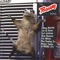 Five Pounds of Possum - Tim White lyrics