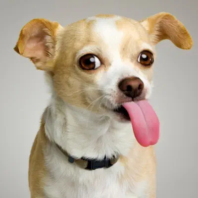 Tom's Dog (asdfmovie5 theme) - Single - The Living Tombstone Tom's Dog (asdfmovie5 theme) - Single - The Living Tombstone
