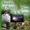 Oiseau - Illustrations Sonores lyrics