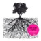 I'm Free Without Boundaries - Claudio Masso lyrics