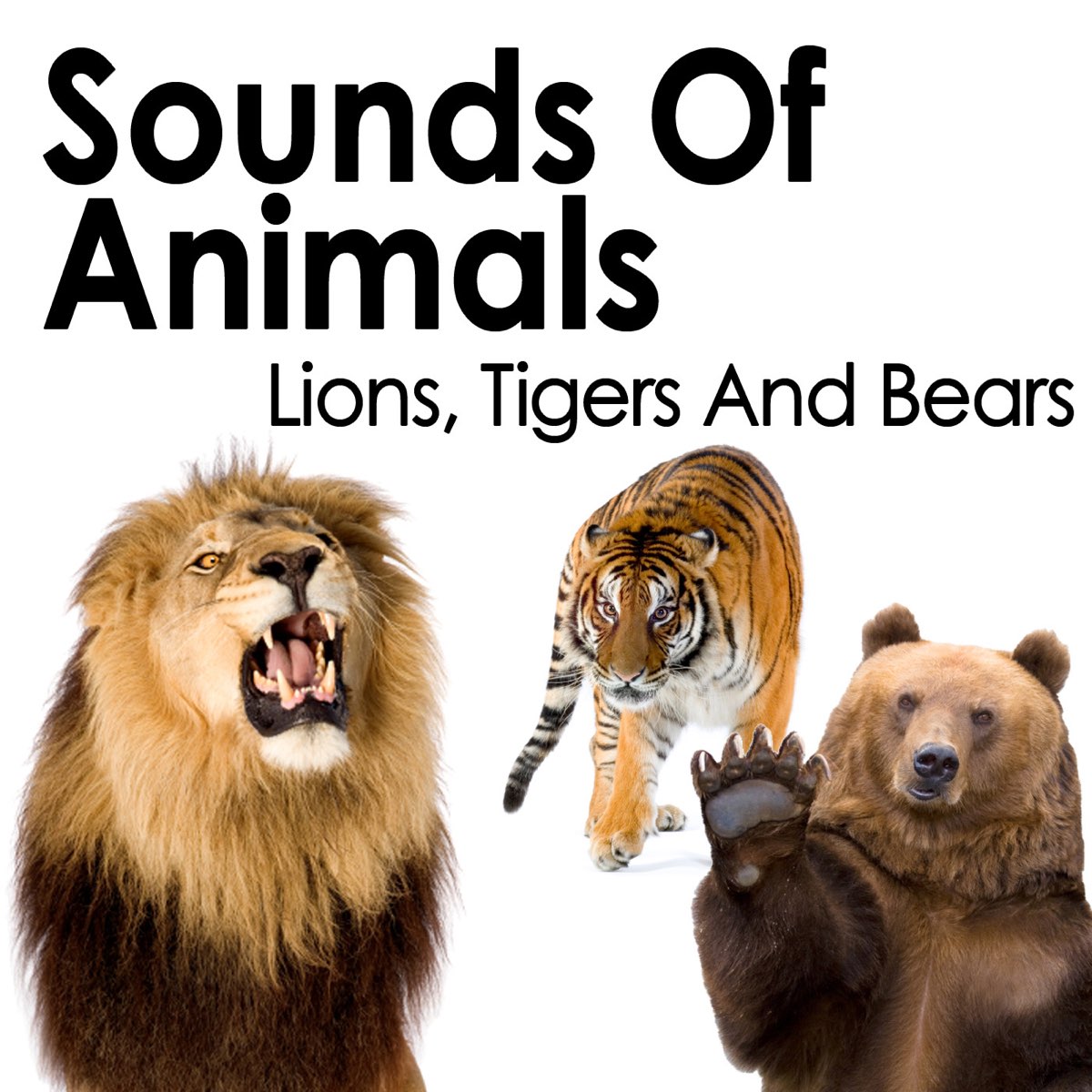 Sounds of Animals: Lions, Tigers and Bears by Pro Sound Effects Library on  Apple Music