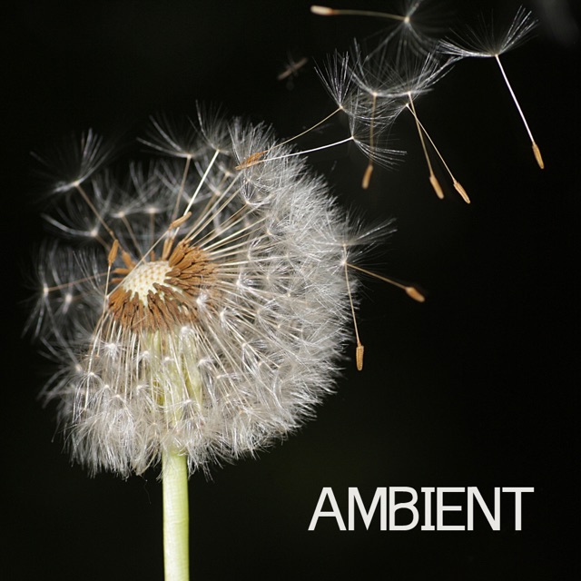Ambient Ambient - Ambient Music and Ambient Sounds for Relaxation Meditation, Spa, Massage and Yoga Album Cover