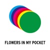 Between Borders - Flowers in my Pocket