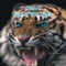 Eye of the Tiger - Crew 7 lyrics