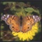Song of the Earth Mother - Robbie Hanna Anderman lyrics