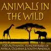 Stream & download Animals in the Wild: 100 Authentic Atmospheres of Africa, Oceania & South America