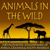 Animals in the Wild: 100 Authentic Atmospheres of Africa, Oceania & South America artwork