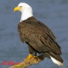 Birds of Prey - Raptor Bird Calls and Sounds