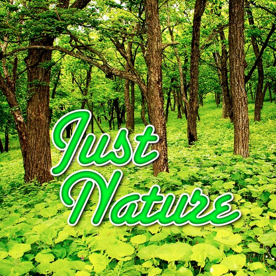 Cover artwork for Calm Ocean Waves