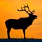 Bull Elk Bugle - Wildtones lyrics
