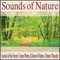 Forest Sounds - Robbins Island Music Group lyrics